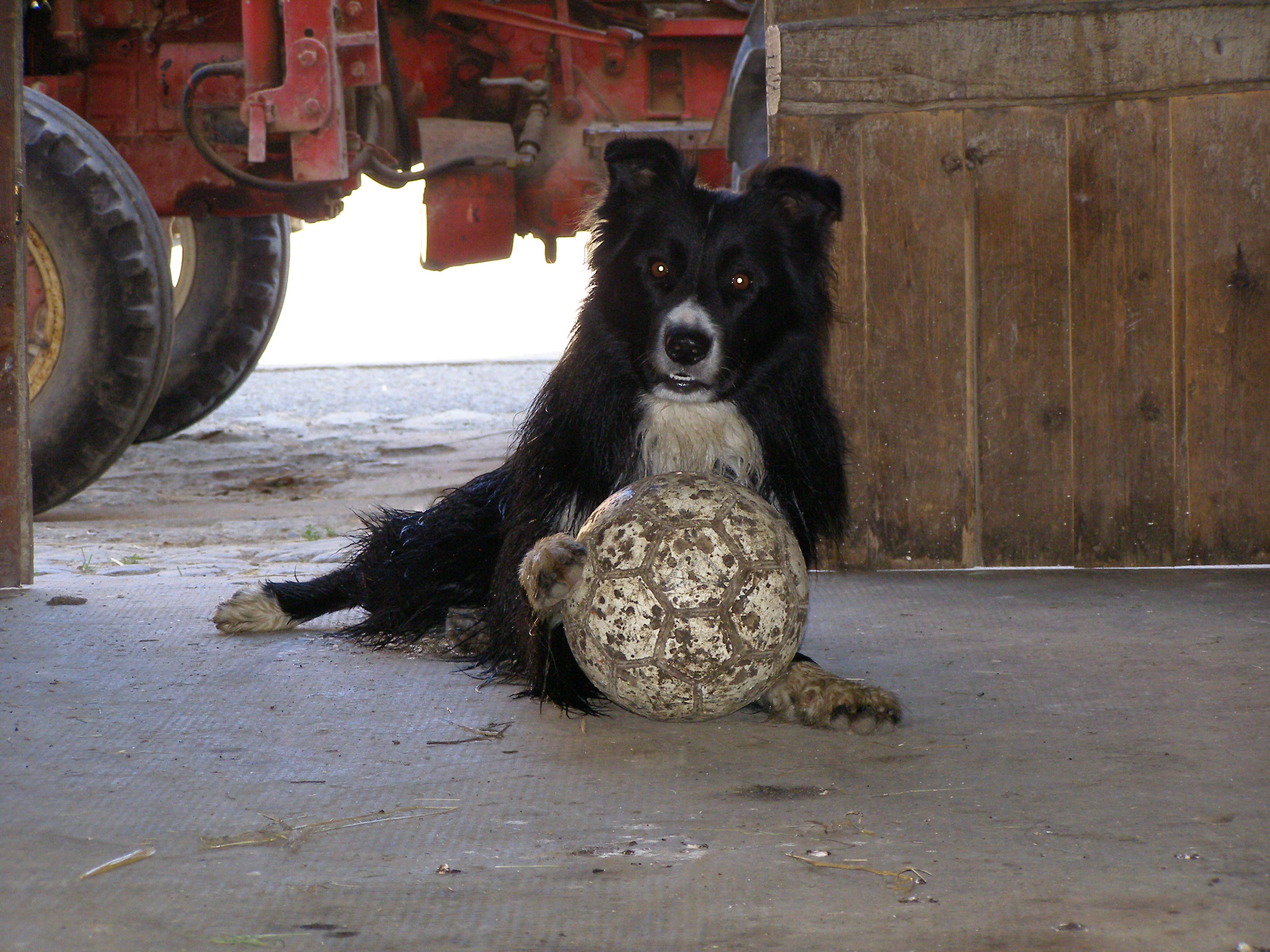 Rex maintient le ballon de foot dans la grange