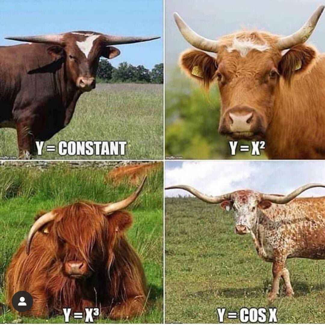 Maths et cornes de vaches